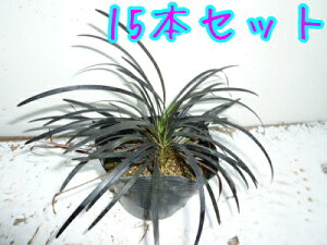 yzy10{Zbgz RNE / 9.0cm|bg イ  ۂtFOhJo[ c A c OhJo[  񂹐A 