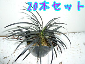 yzy10{Zbgz RNE / 9.0cm|bg イ  ۂtFOhJo[ c A c  OhJo[  񂹐A 