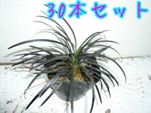 yzy20{Zbgz RNE / 9.0cm|bg イ  ۂtFOhJo[ c A c  OhJo[  񂹐A 