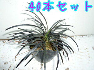 yzy40{Zbgz RNE / 9.0cm|bg イ  ۂtFOhJo[ c A c  OhJo[  񂹐A 