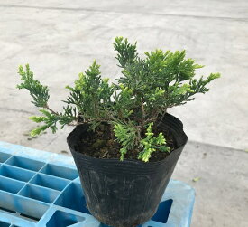 楽天市場 コニファー 苗の通販