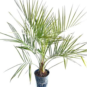 y P i z RRXV 0.8mO 21cm|bg ₵ RRXV c A c   V{c[