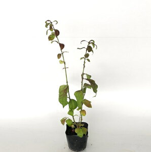 yzy50{Zbgz R}~ 0.3mO 10.5cm|bg ܂ ܂ R}~ }~ c A c _ Rѕc ډB