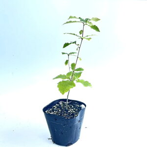 yzy20{Zbgz Ri 0.3mO 10.5cm|bg Ȃ  c A c  _ Rѕc ډB