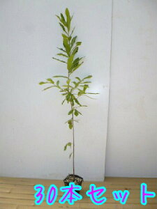 yzy40{Zbgz Ri 0.8mO 10.5cm|bg Ȃ  c A c  _ Rѕc ډB