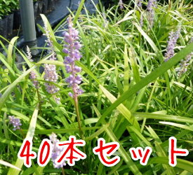 楽天市場 ヤブランの通販 楽天市場 ヤブランの通販
