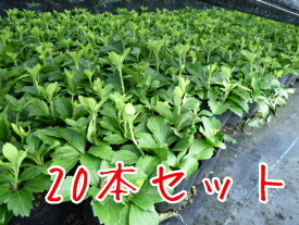 楽天市場 下草 庭木の通販