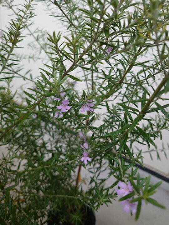 楽天市場 単 品 ウエストリンギア 樹高0 4m前後 15cmポット うえすとりんぎあ ウエストリンギア オーストラリアンローズマリー 苗 植木 苗木 生垣 目隠し 花と緑