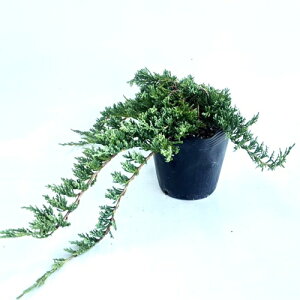 yzy10{Zbgz EBgj[ 0.3mO 13.5cm|bg ƂɁ[ EBgj[ Rjt@[ OhJo[ c A c  OhJo[ _ ډB