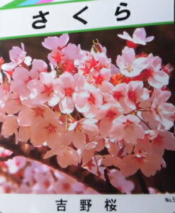 植木 盆栽 ソメイヨシノの人気商品 通販 価格比較 価格 Com