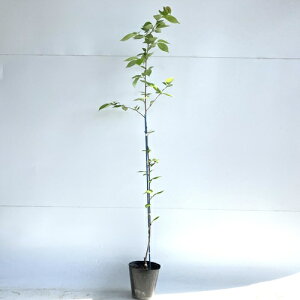 y P i z \CVm 1.2mO 15cm|bg ߂悵 g g c A c  _ Rѕc ډB