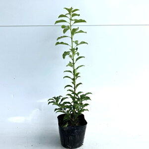 yzy40{Zbgz \S 0.3mO 10.5cm|bg 悲 ~ Ύ c A c _ c ډB