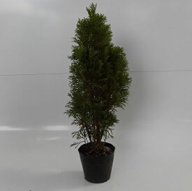 楽天市場 エメラルドグリーン コニファー 目隠しの通販