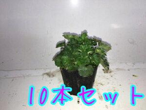 yzy10{Zbgz c{TS / 9.0cm|bg ڂ c{TS X q[P c A c 