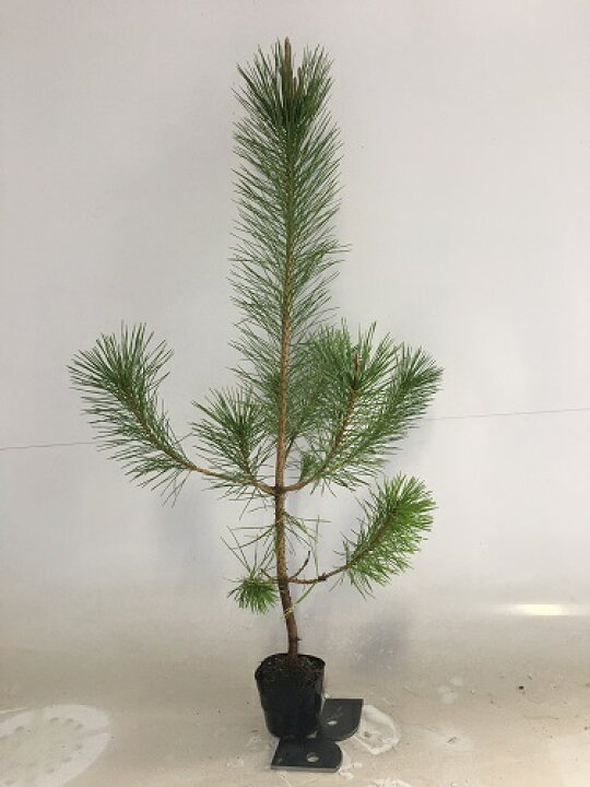 新品本物 赤松 30株 黒松 松苗木 植物