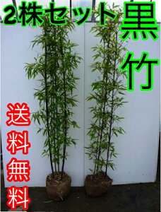 植木 盆栽 竹の人気商品 通販 価格比較 価格 Com