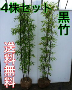 植木 盆栽 黒竹の人気商品 通販 価格比較 価格 Com