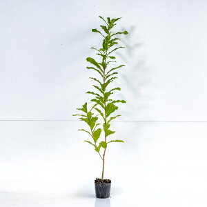 y P i z NkM 0.8mO 10.5cm|bg ʂ  J  c A c  _ Rѕc ډB