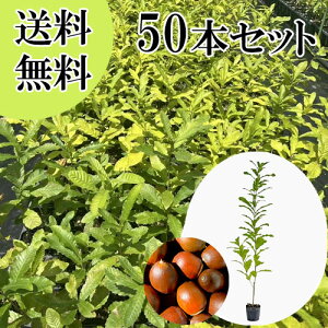 yzy50{Zbgz NkM 0.8mO 10.5cm|bg ʂ  J  c A c  _ Rѕc ډB