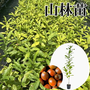 y P i z NkM 0.8mO 10.5cm|bg ʂ  J  c A c  _ Rѕc ډB