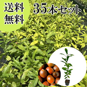 【送料無料】【35本セット】 クヌギ 樹高0.5m前後 10.5cmポット くぬぎ 橡 櫟 椚 苗 植木 苗木 生垣 山林苗 目隠し