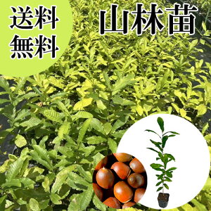 yzy P i z NkM 0.3mO 10.5cm|bg ʂ  J  c A c  _ Rѕc ډB