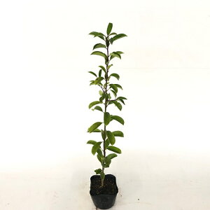 yzy10{Zbgz NKl` 0.5mO 10.5cm|bg 낪˂ Sv c c A c  _ Rѕc ډB