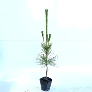 yzy10{Zbgz N}c 0.5mO 10.5cm|bg ܂  Βn c A c 