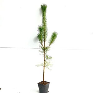 yzy20{Zbgz N}c 0.8mO 10.5cm|bg ܂  Βn c A c 