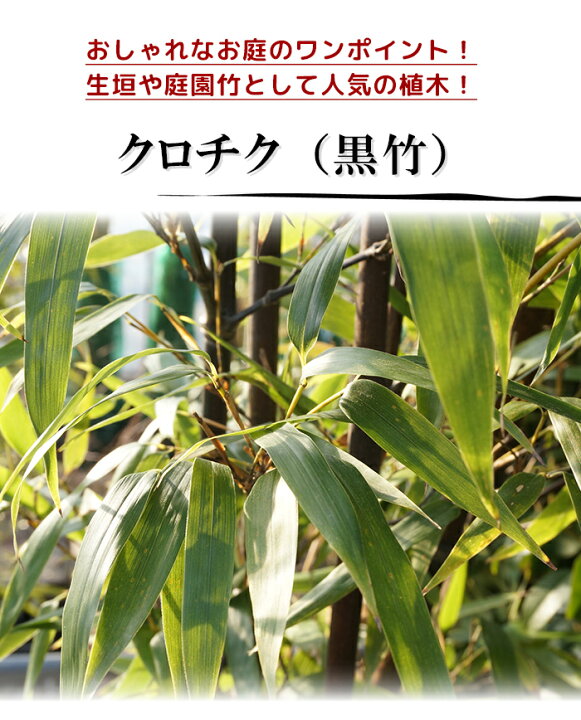 楽天市場】【送料無料】【2鉢セット】 クロチク 樹高1.5m前後 30cm鉢 