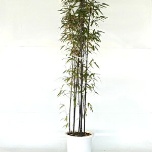 yzy2Zbgz N`N 1.5mO 30cm 낿 낽 | N^P N`N 3{`| c A c  _