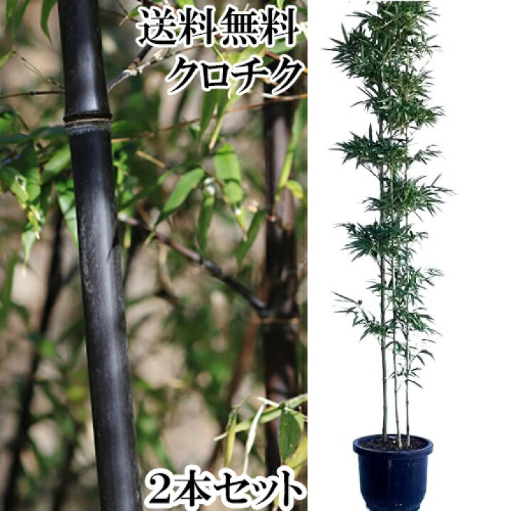 楽天市場】【送料無料】【2鉢セット】 クロチク 高さ1.8m前後 30cm鉢 