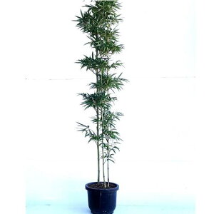 yzy P i z N`N 1.8mO 30cm 낿 낽 | N^P N`N 3{`| 1.8m(܂) c A c _