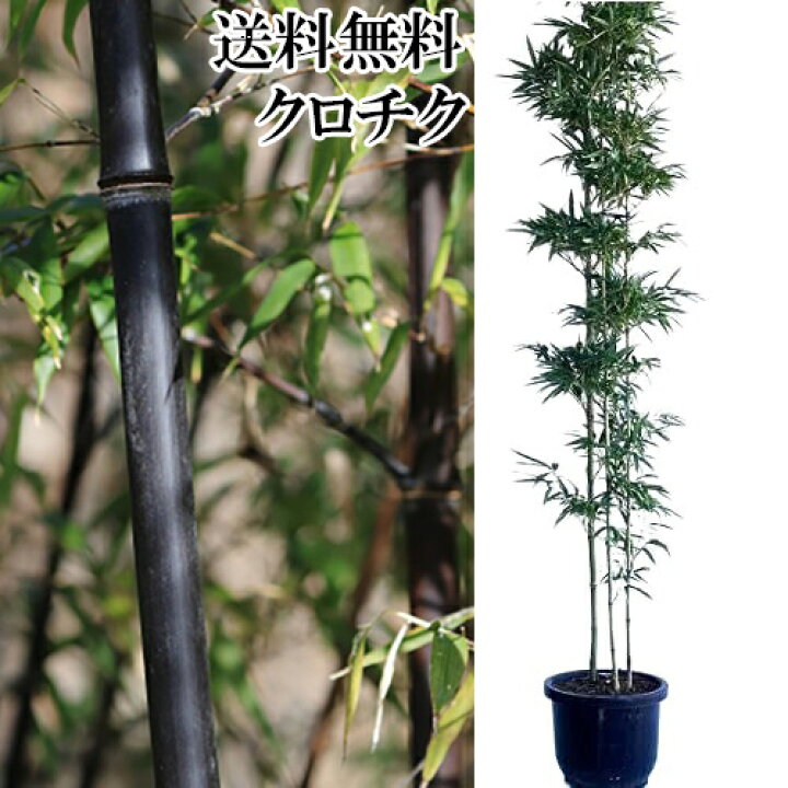 楽天市場】【送料無料】【 単 品 】 クロチク 高さ1.8m前後 30cm鉢 