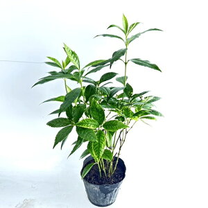 yzy40{Zbgz ZE 0.4mO 15cm|bg 傤 痼 Ԏ c ͂ĂȂꍇł A c  _ ډB