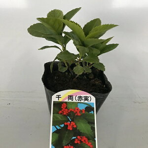 yzy40{Zbgz ZE 0.15mO 10.5cm|bg 傤 痼 Ԏ c ͂ĂȂꍇł A c _ ډB