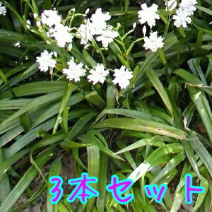 yzy3{Zbgz VK / 10.5cm|bg Ⴊ ˊ  Ӓ c A c OhJo[  񂹐A 