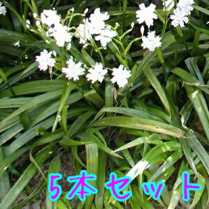 yzy5{Zbgz VK / 10.5cm|bg Ⴊ ˊ  Ӓ c A c OhJo[  񂹐A 