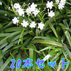 yzy20{Zbgz VK / 10.5cm|bg Ⴊ ˊ  Ӓ c A c OhJo[  񂹐A 
