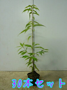 yzy30{Zbgz VJV 0.5mO 10.5cm|bg 炩 ~  c A c _ Rѕc ډB