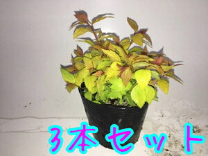 植木 盆栽 シモツケの人気商品 通販 価格比較 価格 Com