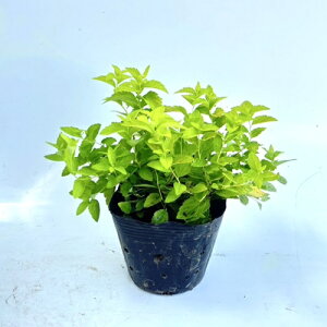 yzy10{Zbgz VcP zCgS[h 0.15mO 12cm|bg  VcP zCgS[h c A c