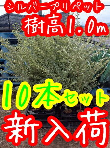 【送料無料】【10本セット】 シルバープリペット 樹高1.0m前後 15cmポット しるばーぷりぺっと プリペット 苗 植木 苗木 庭 生垣 目隠し