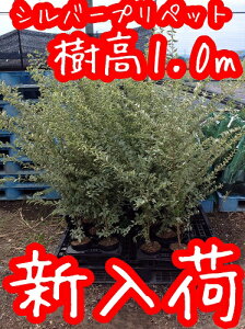 y ’P •i z ƒVƒ‹ƒo[ƒvƒŠƒyƒbƒg Ž÷‚1.0m‘OŒã 15cmƒ|ƒbƒg ‚µ‚é‚Î[‚Õ‚è‚Ø‚Á‚Æ ƒvƒŠƒyƒbƒg •c A–Ø •c–Ø ’ë ¶Š_ –Ú‰B‚µ