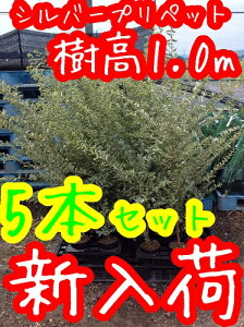 【送料無料】【5本セット】 シルバープリペット 樹高1.0m前後 15cmポット しるばーぷりぺっと プリペット 苗 植木 苗木 庭 生垣 目隠し