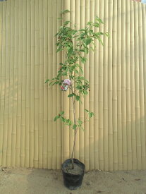 【送料無料】【10本セット】 ジューンベリー 樹高0.6m前後 15cmポット じゅーんべりー アメリカザイフリボク 春に白い花が咲き 6月上旬ごろ実がなります。 苗 植木 苗木