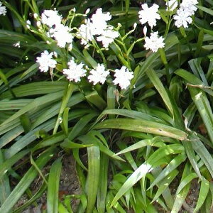 【送料無料】【100本セット】 シャガ / 10.5cmポット しゃが 射干 著莪 胡蝶花 苗 植木 苗木 グランドカバー 下草 寄せ植え 低木