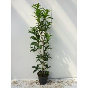 y P i z LNZC VLULLNZC 0.5mO 15cm|bg   lG炫؍ lG炫LNZC c A c _ ډB
