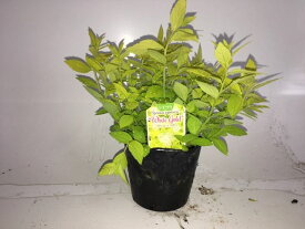 楽天市場 シモツケ ホワイトゴールドの通販