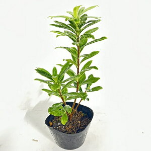 yzy15{Zbgz W`EQ 0.2mO 13.5cm|bg 񂿂傤  c A c  c  ډB
